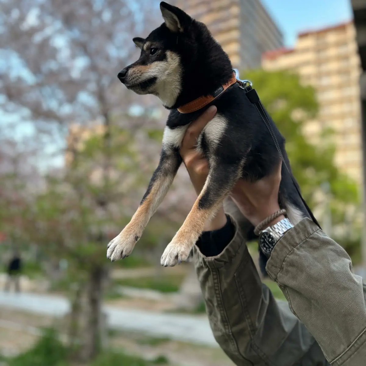 ある日のお花見、桜とコナ氏
ちっちゃいので持ち上げるもの余裕

#柴犬 #黒柴 #黒豆柴
#柴犬との暮らし 
#柴犬を崇めよ 
#しばすたぐらむ 
#桜と柴犬