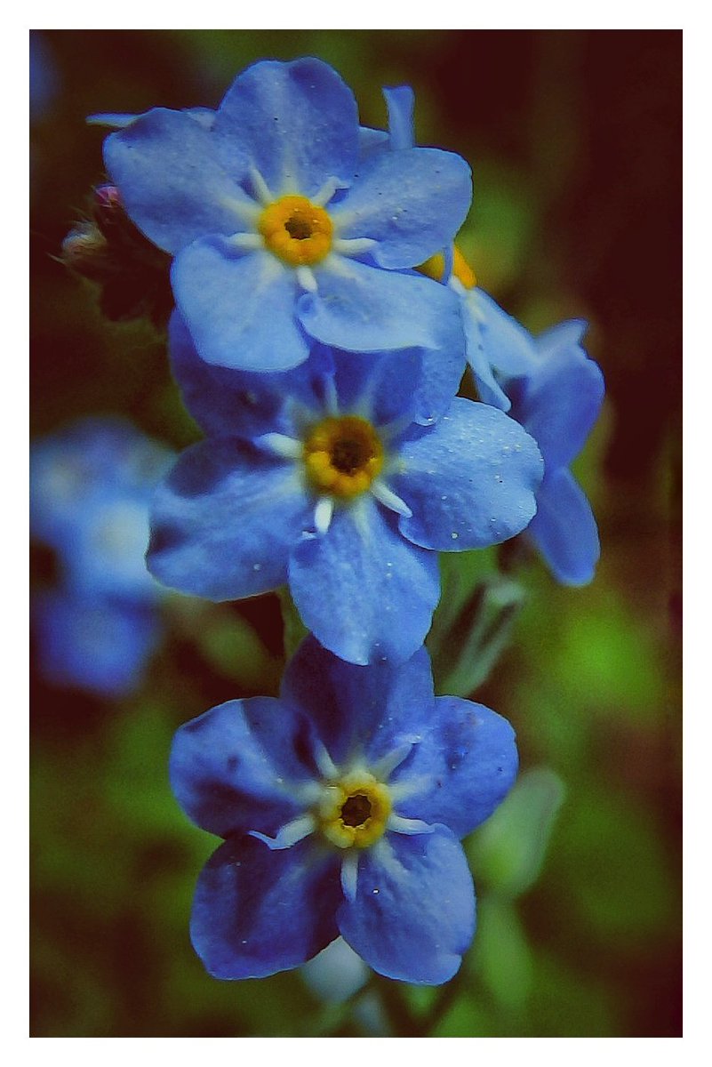 Three blue fairy tales

#flowerslovers
#spring
#macro
#macrophotography
#naturevibes
#flowerphotography
#NaturePhotography