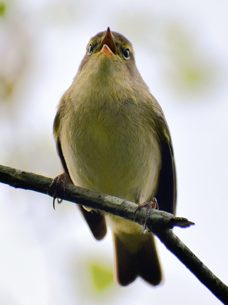 A singing Chiffchaff on our local walks this morning.
