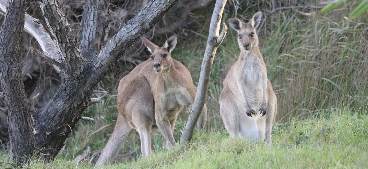 Mum left me all alone with a grumpy old man while she had a fine time in Australia wifout me! She fraternized wif some of da locals, too - shameless - while I suffered virtually on my own! Grumpy old Man: Untrue! You ate primo food and slept on the bed with me each Night!