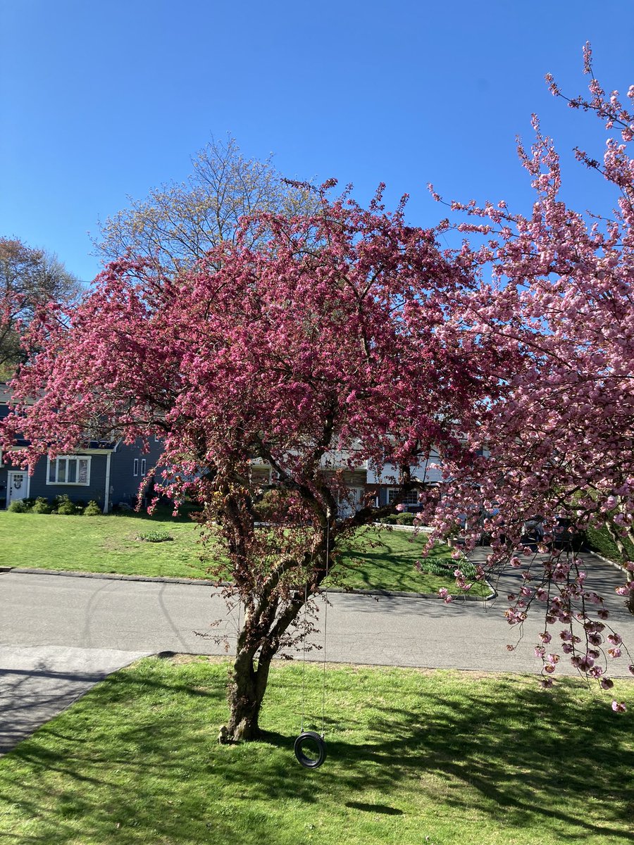 Here is a look today at my Cherry tree, on the right, and crabapple tree on the left. They are blossoming about one week earlier than usual: