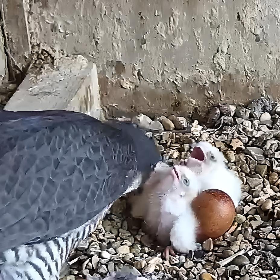 It's feeding time for our trio of peregrine chicks (yes, there are now three of them!). Watch the three webcams in our bell tower - leicesterperegrines.org.uk/streaming/