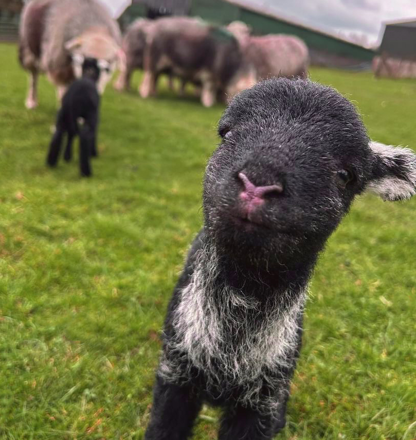 What ewe looking at...😆💕

#Herdy #Herdwick #lamb #Lambing #Cute #Sheep