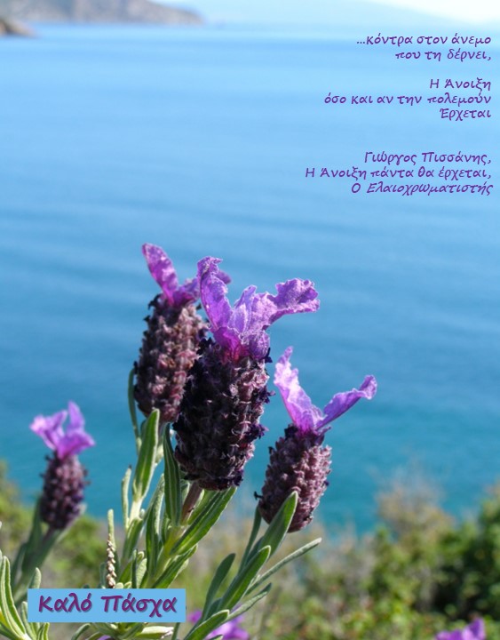 No matter how much they fight it, spring is coming! Happy Easter!

#HappyEaster #spring #aegeansea #Mediterranean #lavandula #lesvosnature #lesvos #καλόπάσχα #Greece