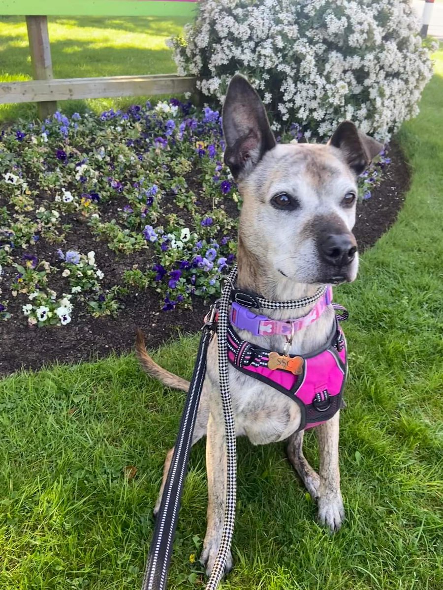 Violet 💜 SEX: Female AGE: 8 yrs old LOCATION: Worcestershire TEMPERAMENT: A little shy to begin with, super people friendly, fun, lively & loves cuddles! CHILDREN: 12 yrs plus DOGS: No, she doesn’t like them in her space. CATS: No, she has a high prey drive. Pls share 🙏💜