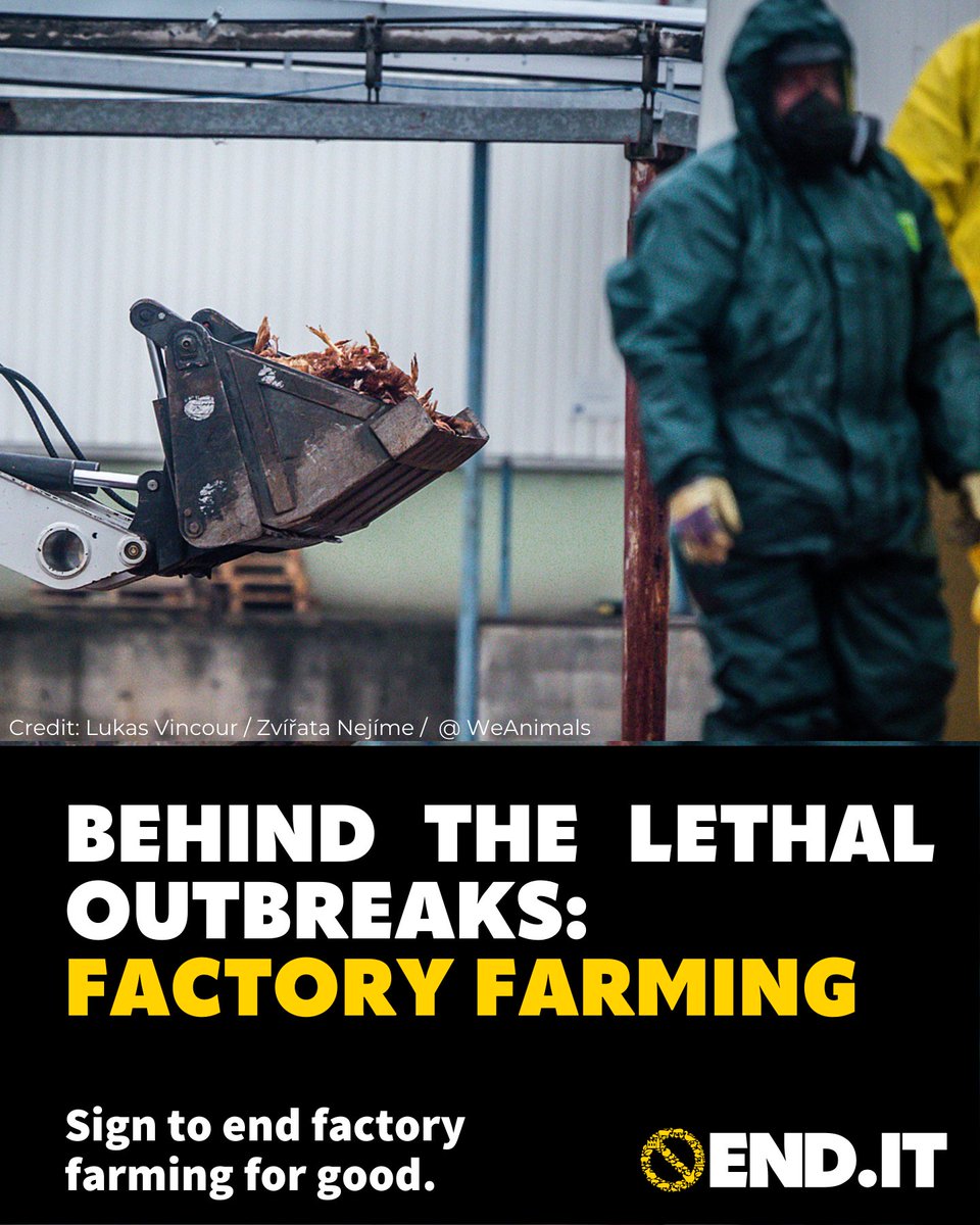 Factory farming plays a huge role in the development of highly infectious diseases, like bird flu. 🐤🏭 To help prevent future pandemics, we must end intensive farming and move towards sustainable food systems. Check out our report on #birdflu: ciwf.org/media/7454789/…