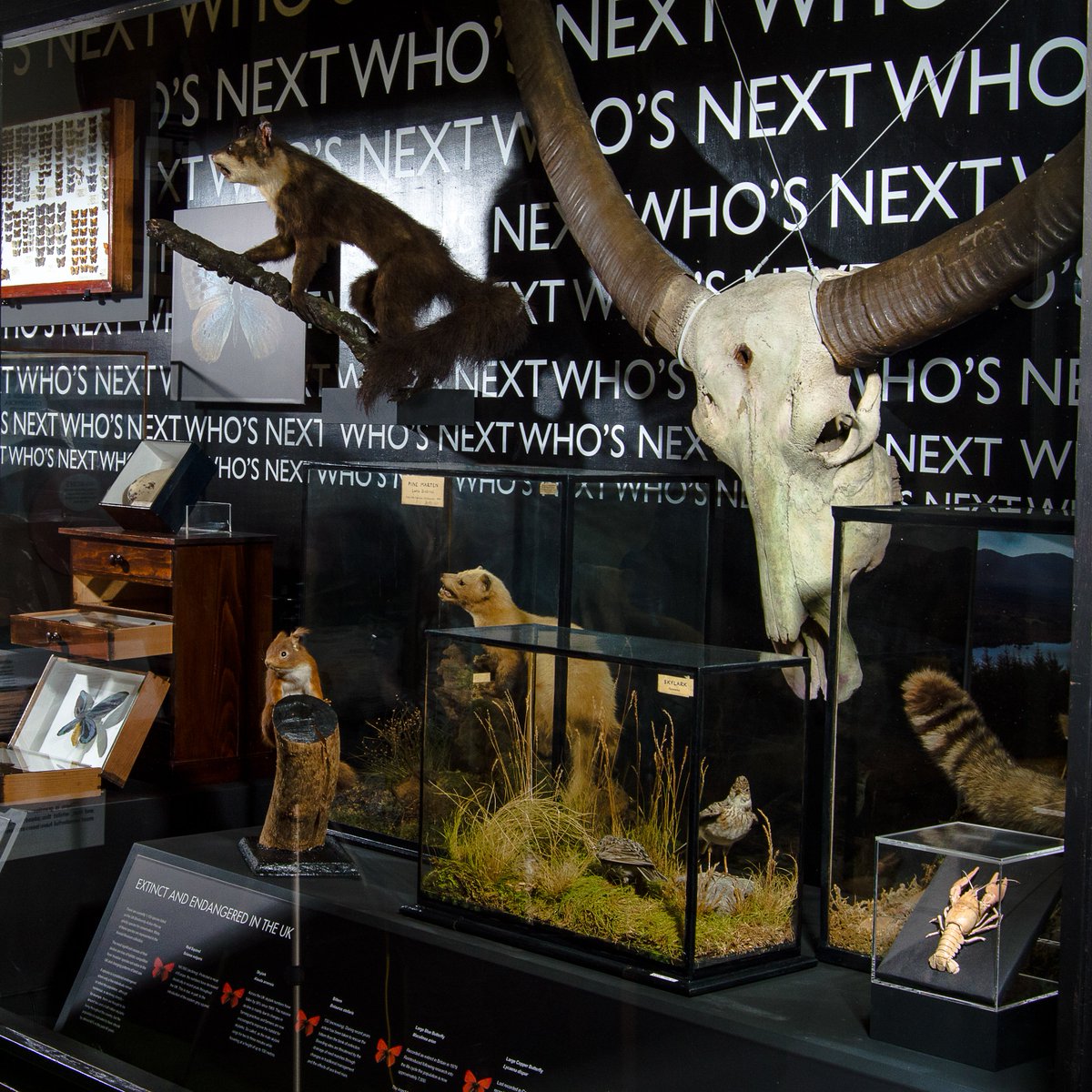 On Endangered Species Day, let's raise awareness about some native and non-native species in our collection that are currently at risk. 
#endangeredspeciesday #naturalhistory #museums #cumbriantourism #visitcumbria