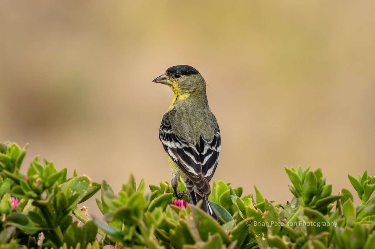 #FinchFriday Lesser gold-#finch