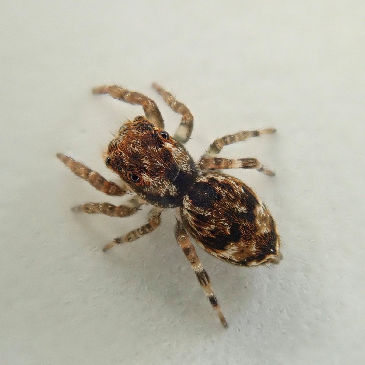 Thanks to @patrick_barkham @guardianeco for a great article and interview with @BerryTylan on spiders new to Britain, including Anasaitis milesae, found @UniofExeter Penryn campus, new to science but almost certainly originating from the Caribbean. theguardian.com/environment/20…