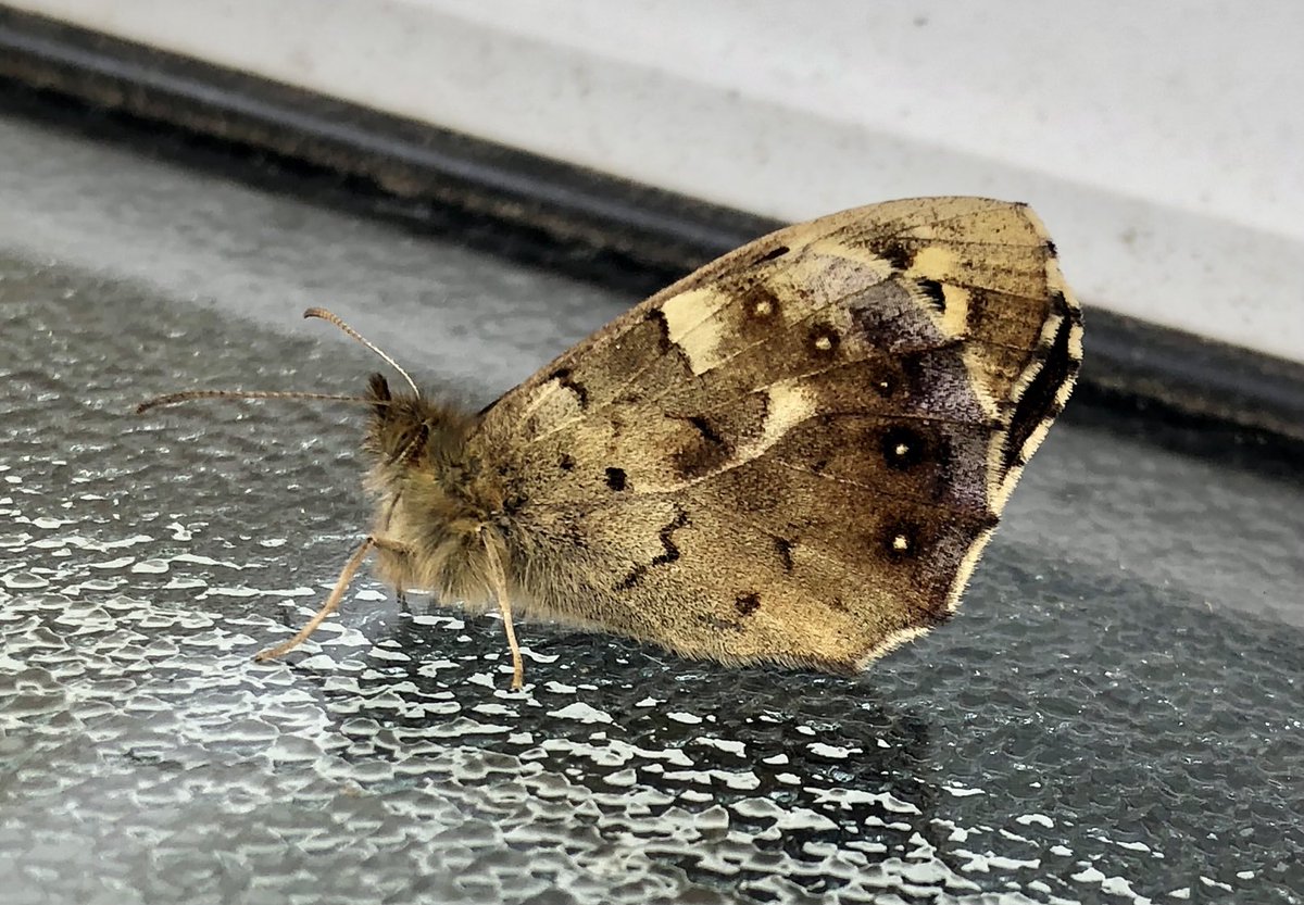 Speckled Wood hibernating on the outside of the bathroom window! Not a regular species in our postage stamp concrete garden! I impressed myself by identifying it through textured glass whilst taking a wazz! 🤣