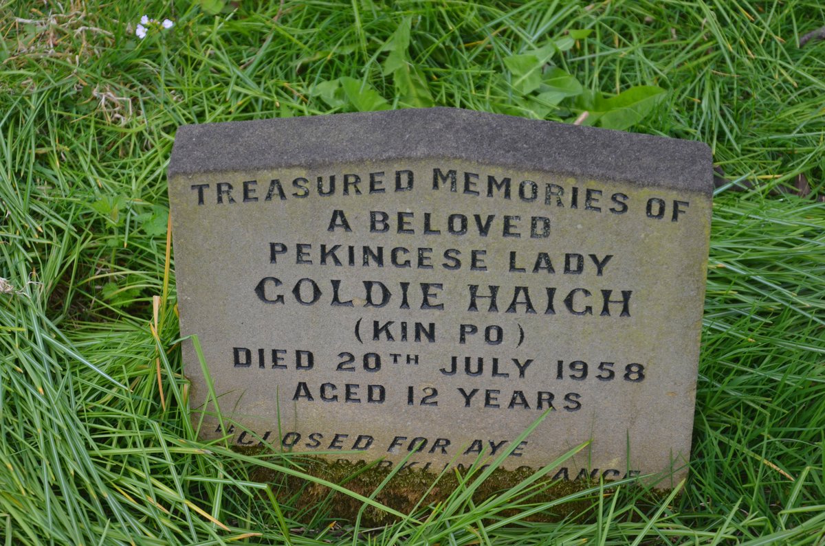 #NorthShields A Pekinese Lady at rest in Northumberland Park, North Shields, Goldie Haigh (Kin PO), photographed on this day 26th April 2015.