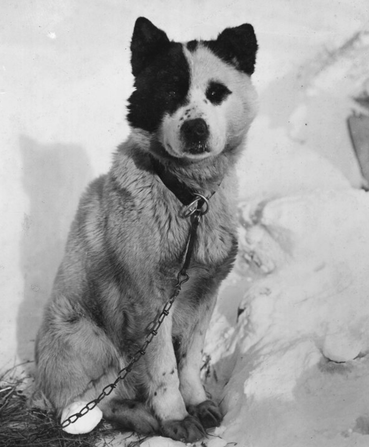 🐶❤️ Captured by H.G. Ponting during the 1910-13 British Antarctic Expedition, meet Kasoi, one of the Siberian pack dogs with a fascinating story! Despite English names from British kids, they only responded to their original Russian names. #FridayCollections