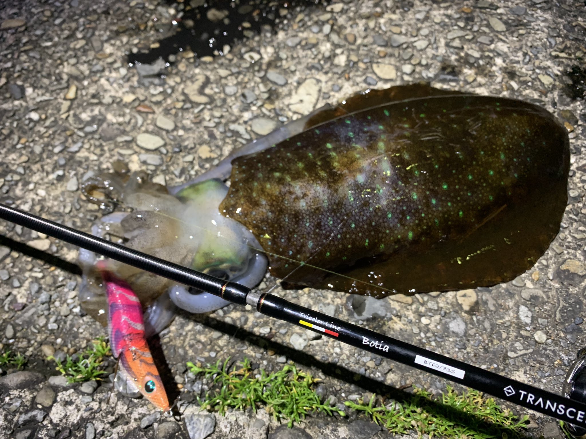 TRANSCENDENCE Botia ルアーロッド 専用ケース付き Transcendence