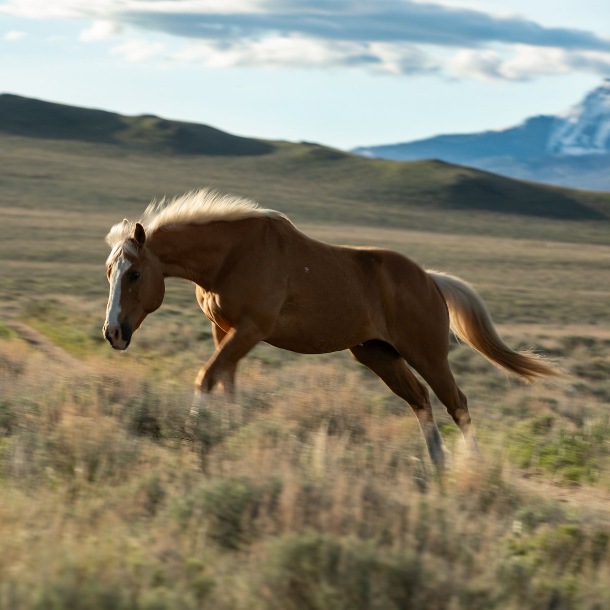 Some Horses

For @bejoyful2008 😊

#ranchlife #montana
