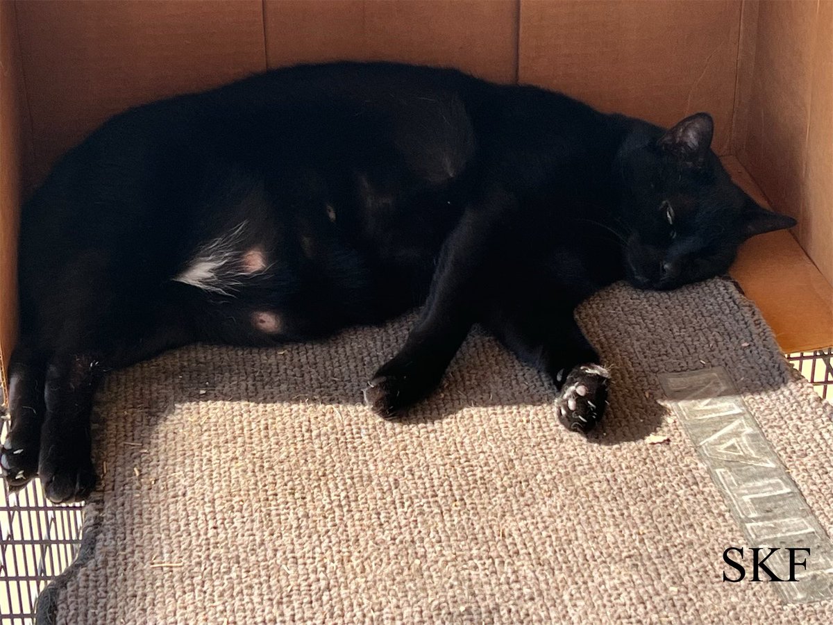 Skittles and Sabre are enjoying a beautiful #JellyBellyFriday here on the Catico.
🏡🌅
We hope that everyone has a safe and wonderful day, remember to be as kind as possible to everyone you meet today.
☮️💖😺
#CatsOfTwitter 
#Calico 
#Panfur 
#Purrs4Peace