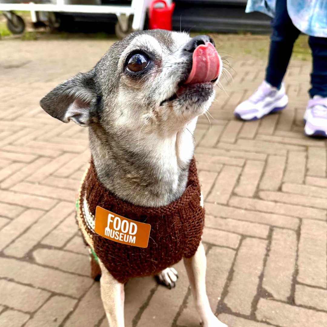 Check out this fabulous visitor to the museum today! 😍 🐶 The Food Museum is the perfect spot for a relaxing dog walk, with 84 acres and our riverside trail to explore. 🌳 Dogs on leads are welcome throughout the site and in most buildings 🐕‍🦺 #DogsInMuseums #MuseumDogs