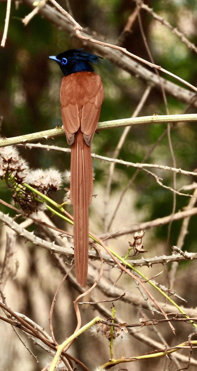 When a bird decides to pop in front of you..,, Paradise flycatcher #unexpectedjoys #birding #vrupix #IndiAves