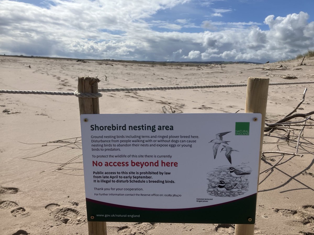 We’ve been putting the finishing touches to the Goswick Sands Shorebird Protection Area today, accompanied by territorial Ringed Plovers and the first of the Little Terns. Critical refuges provide a safe place for shorebirds to rest, nest & feed.⁦⁦⁦@LifeWader⁩