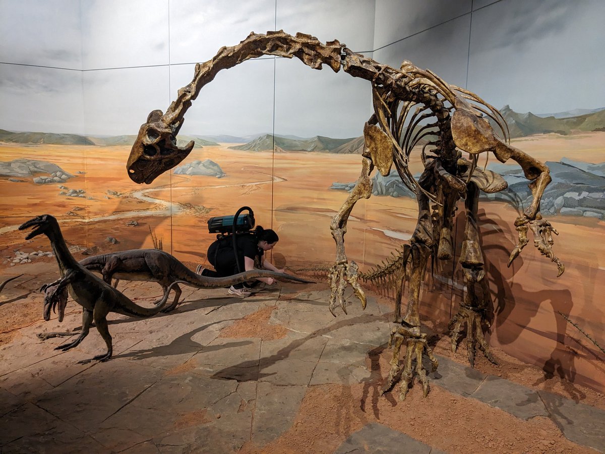 Is that a preventative conservator lurking amongst the dinosaurs? The fabulous Gwen giving the space a bit of a spruce up!