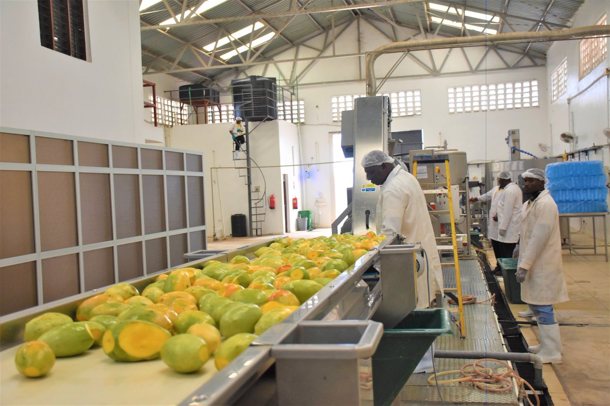 2/3 'I urge CDA to offer farmers competitive prices to deter them from selling mangoes to exploitative brokers. There is need to increase the factory's capacity from 1500 to 3000t p/hr to process more mangoes' said Hon. Majimbo- during a visit by  Dept. Committee at the factory.