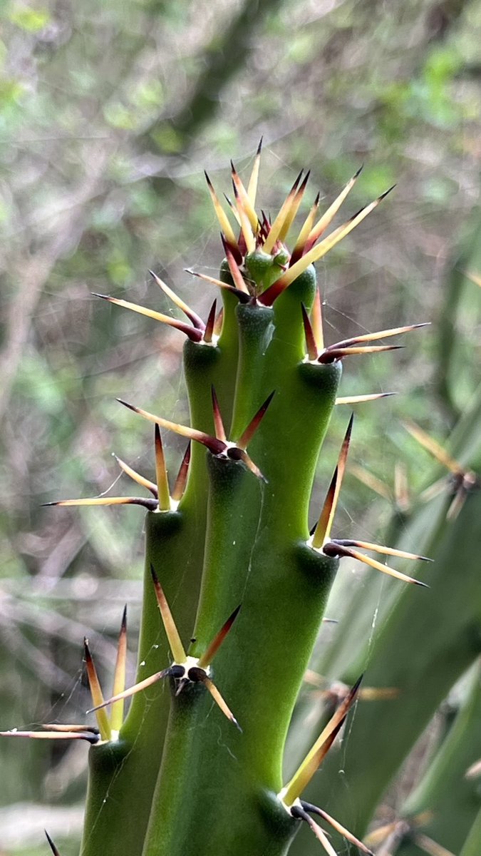 The City Nature Challenge begins today! Explore around McAllen & document wildlife. Upload photos to the free app iNaturalist. Join @QuintaMazatlan for the Tiny Forest bioblitz Saturday (4/27) from 9 am to 11 am. Park & meet up at the corner of Ware Rd & Jordan (Elks Lodge)