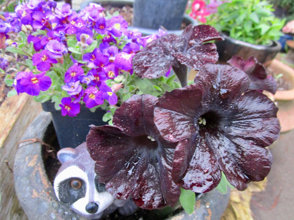 My camera just won't capture the magic of this Black Magic petunia. They look like velvet. #FridayFlowers