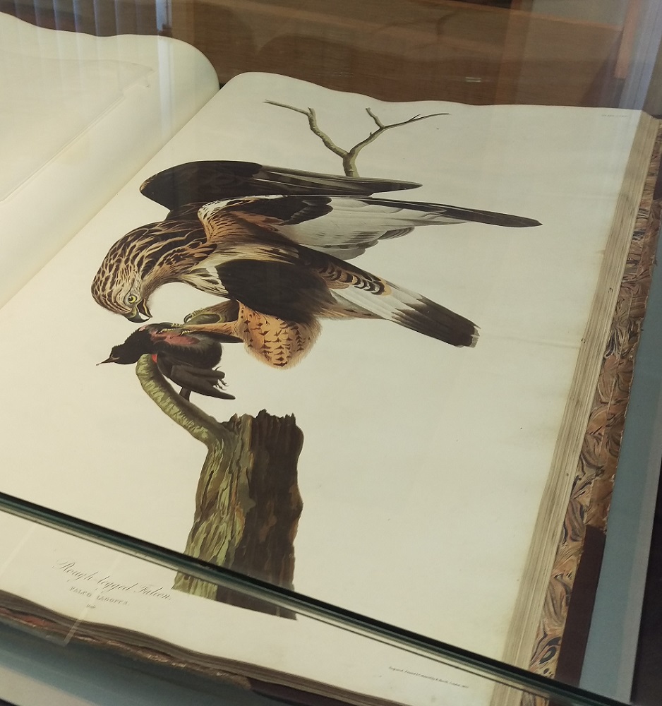 Born #OnThisDay 1785, John James Audubon, artist and naturalist. We're very lucky to have a copy of his celebrated work, Birds of America, in our collection #AudubonDay 🦅