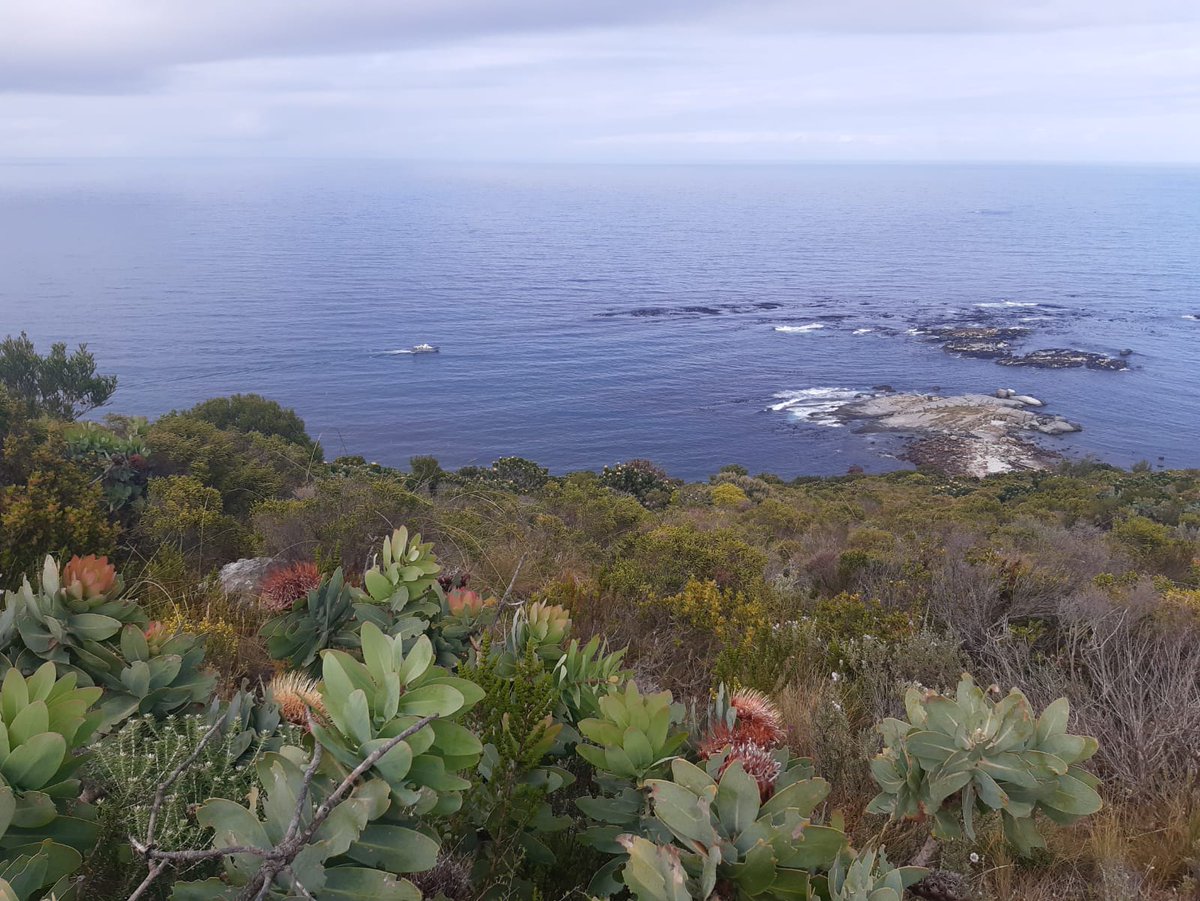 Ever looked at Seal 'Duiker' Island from the mountain above?

karbonkelbergtourism.co.za 

#KarbonkelbergTourism #houtbay #DiscoverHoutBay #IAMCAPETOWN #capetown #lovecapetown #southafrica #shotleft #discoverctwc #TravelMassiveCT #TravelMassive #TravelChatSA #nowherebetter