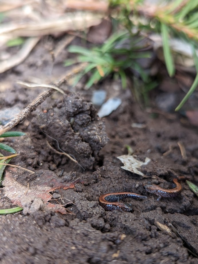 Join the City Nature Challenge this weekend! April 26 - 29, 2024, Canadian cities take on the world and each other in a challenge to see who can make the most observations of nature. inaturalist.ca/projects/city-… @inaturalist #NovaScotia