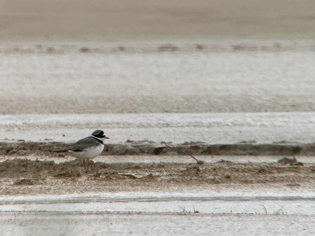 RupertEvershed's tweet photo. AT MIDNIGHT TONIGHT the @hertsbirds Local Patch Big Weekend starts. The @TyttGP Birders will be assembling at 4am - when will you start? NOT TOO LATE TO SIGN UP - teams of 1-4 welcome. A mystery falcon &amp; migrant waders last yr! Sign up here: https://t.co/v2duya5R1j #hertsbirds https://t.co/XtPBXRqORc