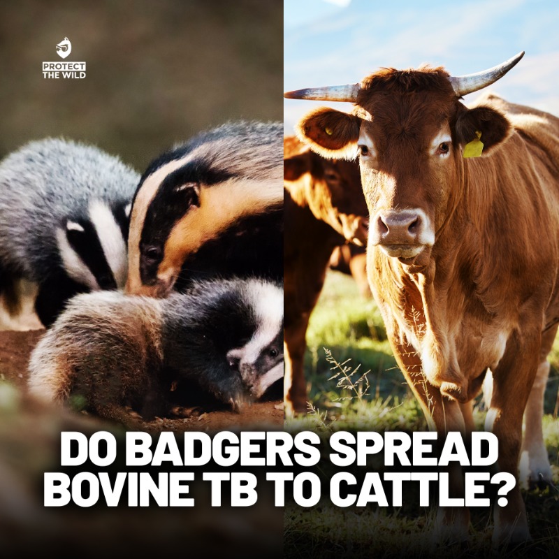 Very few badgers killed in the cull are ever tested, but of the ones that are the overwhelming majority of culled badgers have been bTB free and perfectly healthy. Their removal will have had zero impact on lowering bTB in cattle.