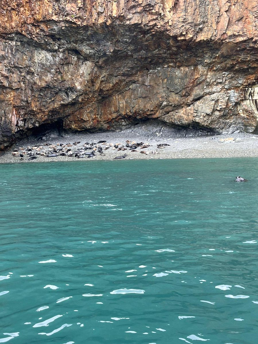From porpoises and seals to nesting birds arriving for the season — it’s safe to say @WWF_UK Chief Executive, @TanyaMSteele, spotted plenty of her favourite wildlife along the Welsh coast on a recent visit to St Davids 🏴󠁧󠁢󠁷󠁬󠁳󠁿 What do you love most about Wales’ wildlife?