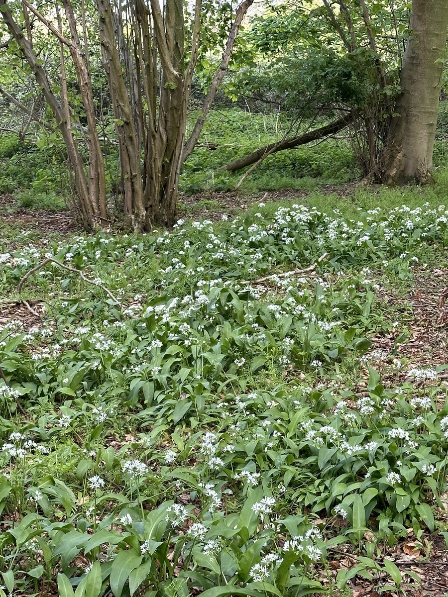 Sam Sandell tweet media