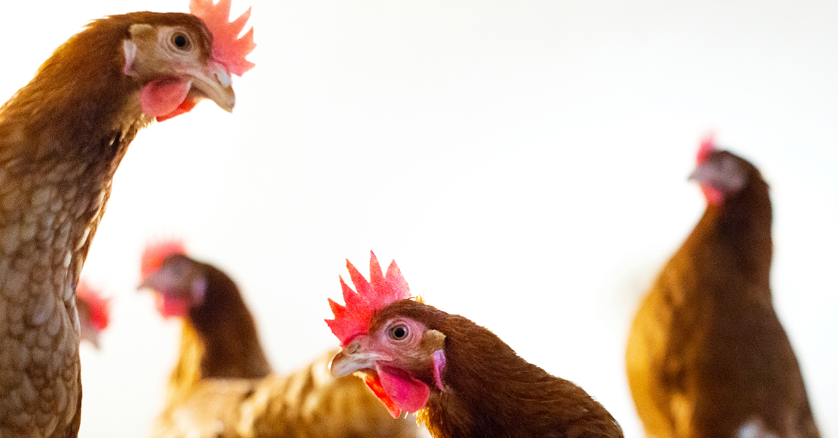 Les producteurs d’œufs canadiens respectent des normes rigoureuses lorsqu’il s’agit de prendre soin de leurs poules. Voici six faits à connaître sur notre Programme de soins aux animaux : tinyurl.com/2r5fjufd