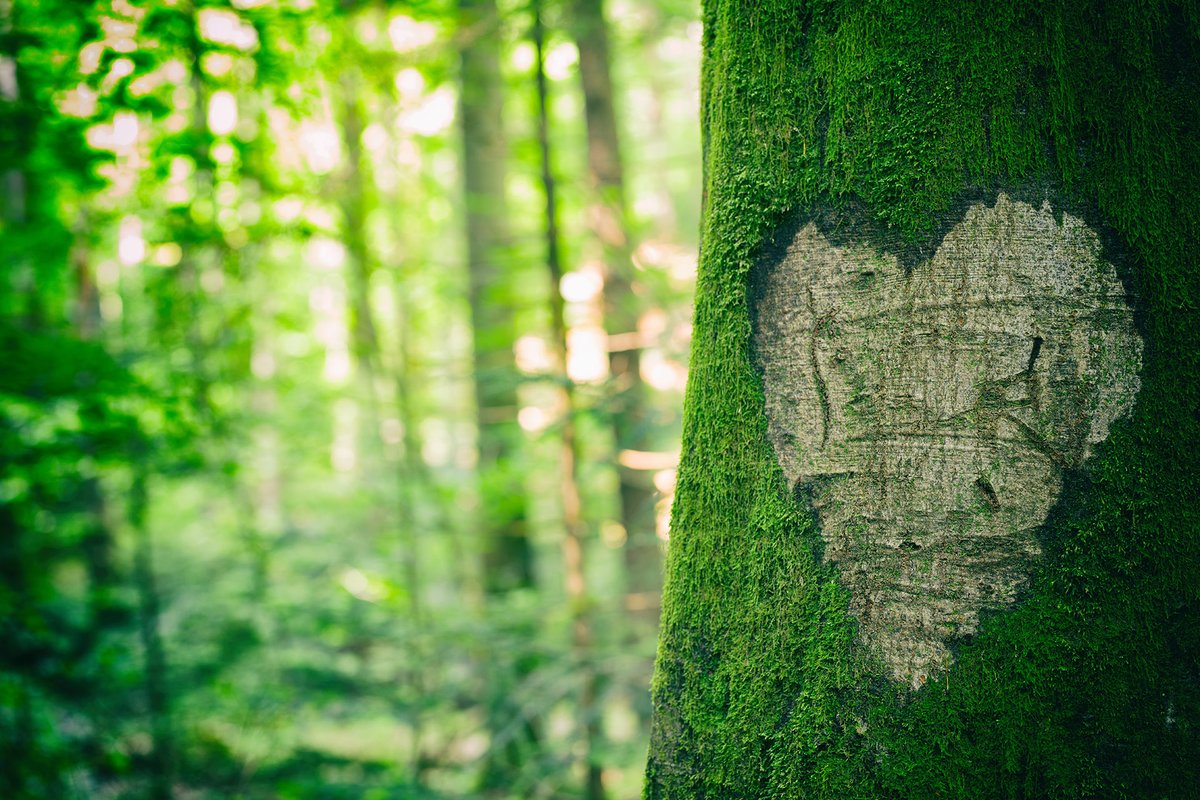 There is no doubt we love trees! Happy Arbor Day! #arborday