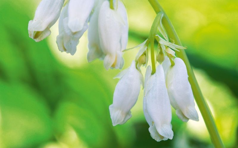 The arching stems of Dicentra drip with distinctive heart-shaped flowers in spring. Val Bourne explores Roger Brook’s National Collection and discovers the best varieties to grow. buff.ly/3vXOzBZ