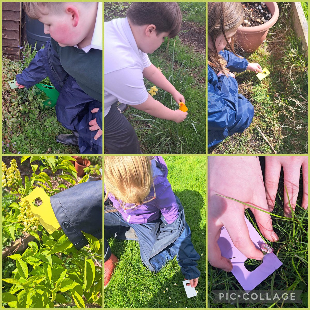 It’s been a very busy 2 days here. Beech Class have planted nasturtium seeds and onions and this morning Sycamore carried out a spring flower survey and flower colour matching. @RHSSchools @BHAPottingSheds @CountryTrust