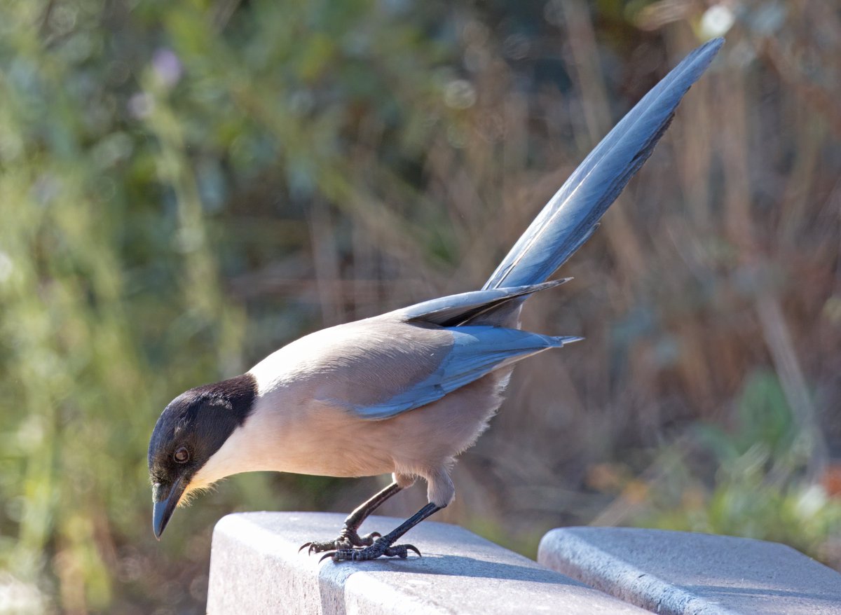 Iberian/Azure Winged Magpie. Ria Formosa, Faro