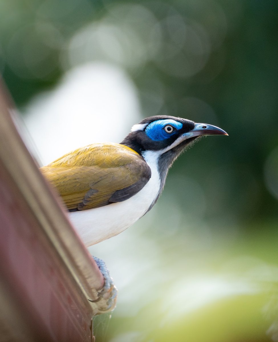 Mist3h's tweet photo. Nothing quite like the blue faced honeyeater! These birds are absolutely beautiful. I’m lucky enough to have many of them in my garden throughout the day! https://t.co/fS3tG73UpX