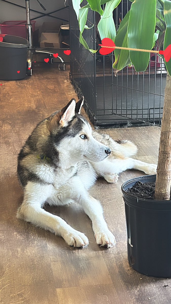 Seductive_Choco's tweet image. Just cause post