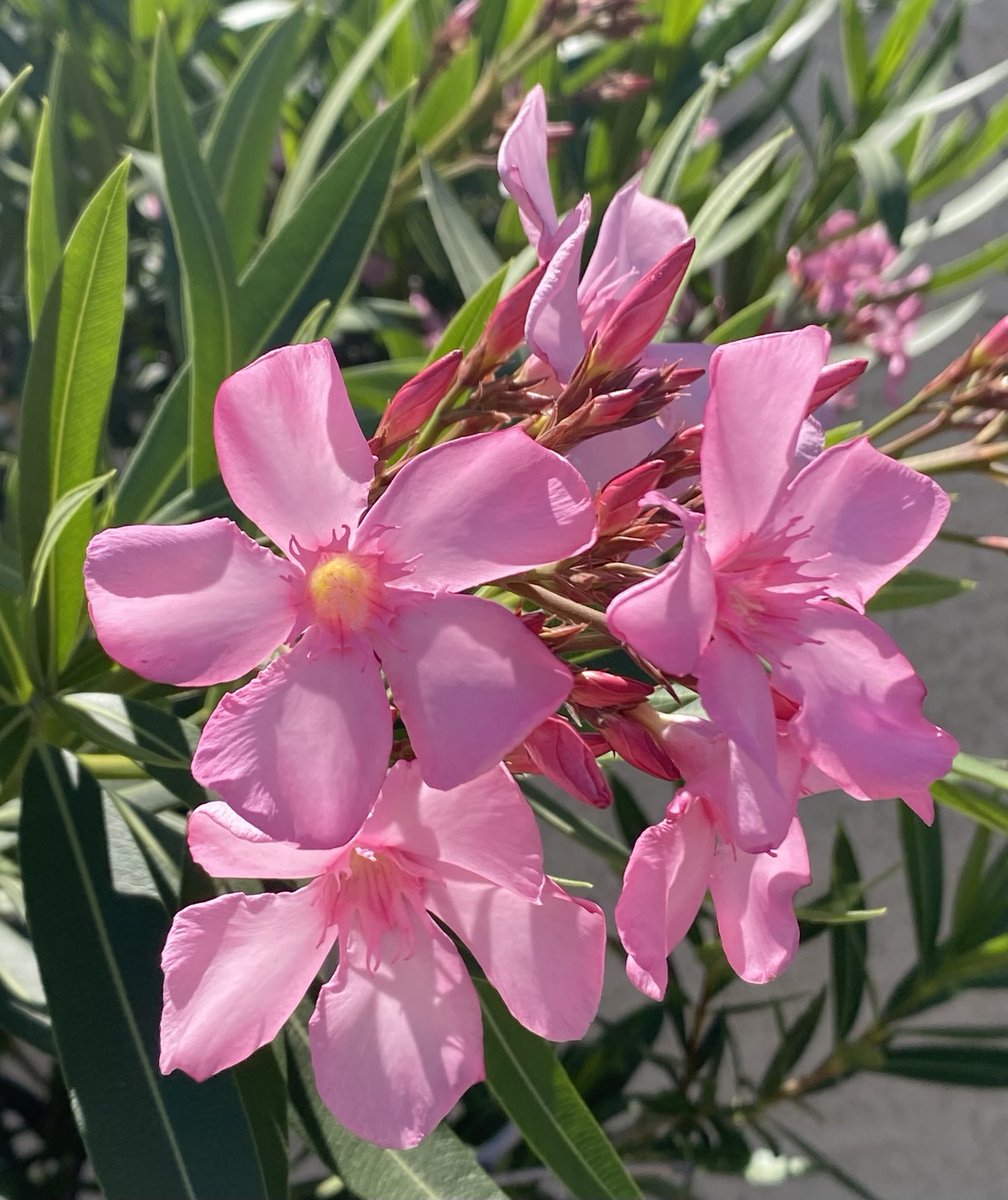Happy #FlowersOnFriday from the oleander plants just blooming away. #flowers #gardening. 🌸💕🌸💕🌸