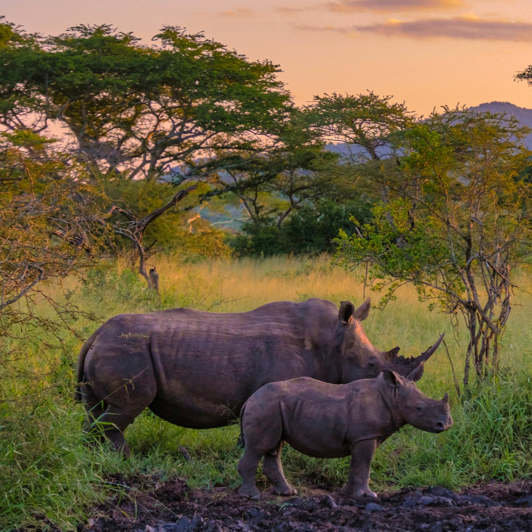 Rhinos are poached in great numbers for their horns which are believed to have medicinal use. However, primarily composed of keratin, rhino horn has no unique medicinal properties. You can help us protect these important megaherbivores by sharing to raise awareness. 💚🦏