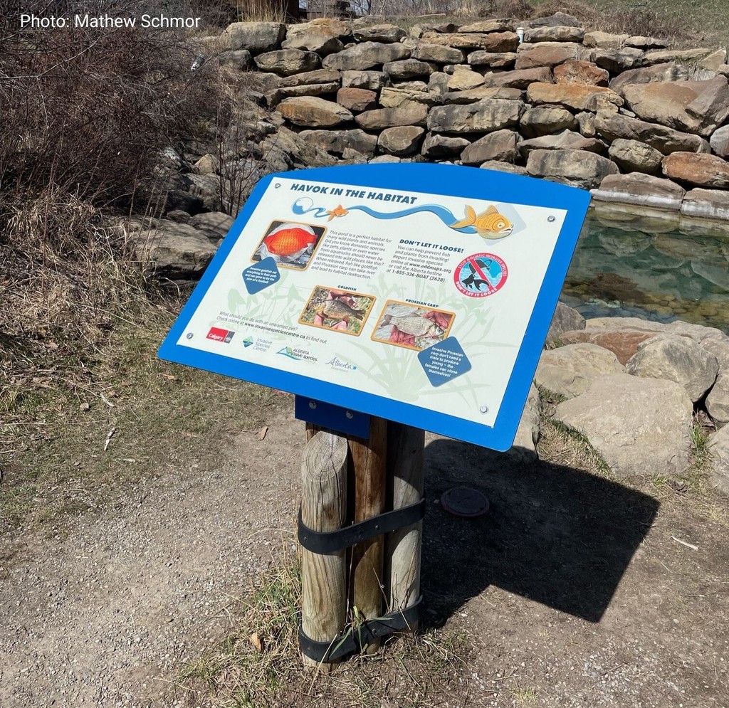 The ISC worked with the BOW Habitat Station, the City of Calgary, and the Government of Alberta to create a sign at Pearce Estate Park! Thanks to our partners for helping bring awareness to the dangers of releasing aquatic pets/plants into the wild. More: bit.ly/34MzEwU