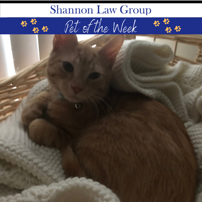 Charlie the cat is back in action! 

Everybody loves him, but he's not keen to reciprocate unless there's a treat involved. Charlie lives with our marketing specialist, Brittany Peterson and her fiance!

#petoftheweek
