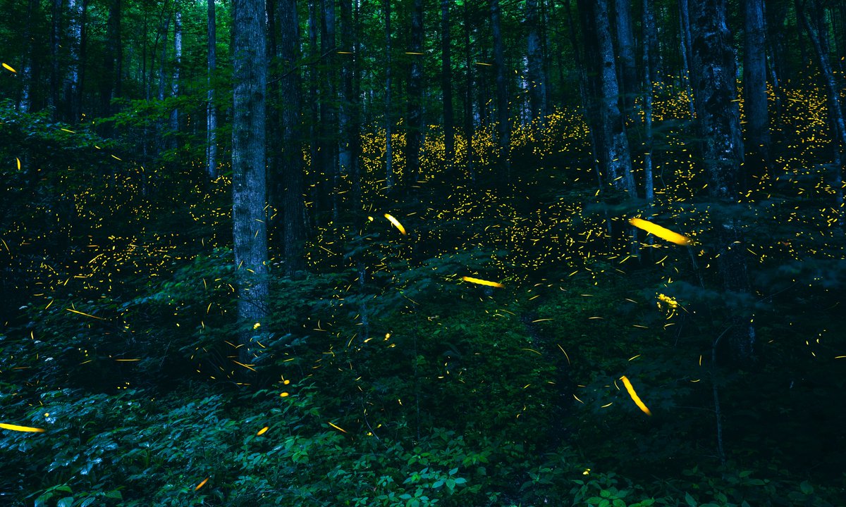 My_PigeonForge's tweet photo. โจ GSMNP will host the annual synchronous firefly viewing opportunity at Elkmont from June 3 - June 10! The lottery is open NOW for reservation applications and closes Monday, April 29 at 11:59 p.m. EDT: https://t.co/QE01JG1kY7 #synchronousfireflies
๐ธ: Jon Reynolds-Photography https://t.co/dNwnGkWXJy