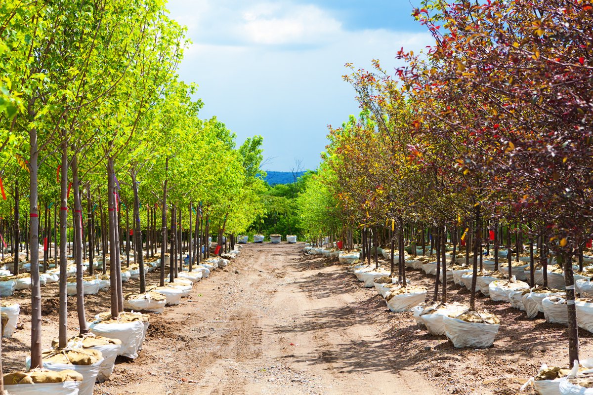 LallemandPC_US's tweet photo. 🌳 Happy National Arbor Day! Take action today with our Friends at the Arbor Day Foundation to help plant millions of trees where they can do the most good. https://t.co/ZFMNW0NaGT https://t.co/Q8gF5L5IKc