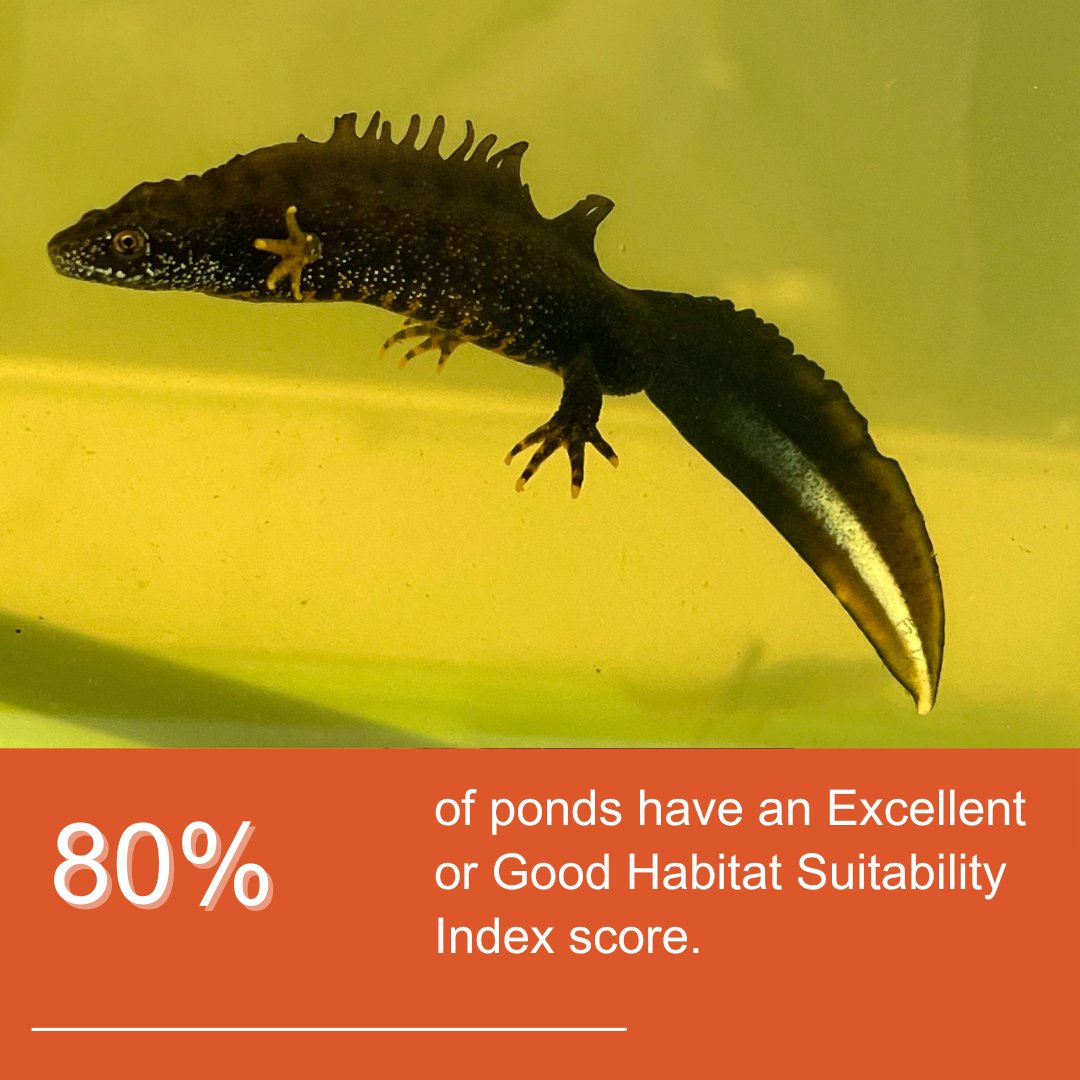 High standards and best practice bring excellent conservation returns. 📣🙌 80% of the ponds we've created or restored have an Excellent or Good Habitat Suitability Index score. Read our 2023 monitoring report: bit.ly/GCNreport2023