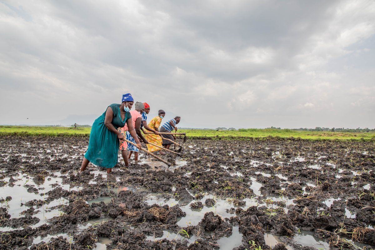 Women farmers feed their communities and the world 🌍🌎🌏 From the paddy terraces of Asia to the maize fields of sub-Saharan Africa, women farmers till, plant, water, and harvest crops that provide food security and nutrition for millions. #WomensLandRights #InvestInWomen #S4HL