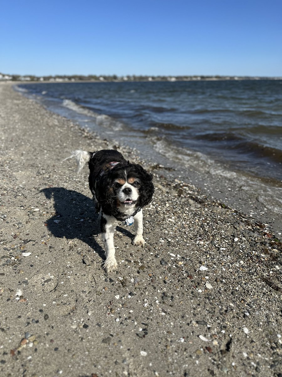 My version of zooming on the beach yesterday 🚀 running after Dad holding up a treater 🦴🤣😋…maybe I am the one training him 😏 #dexter #cavpack #dogsoftwitter #dogsofx #beach #training