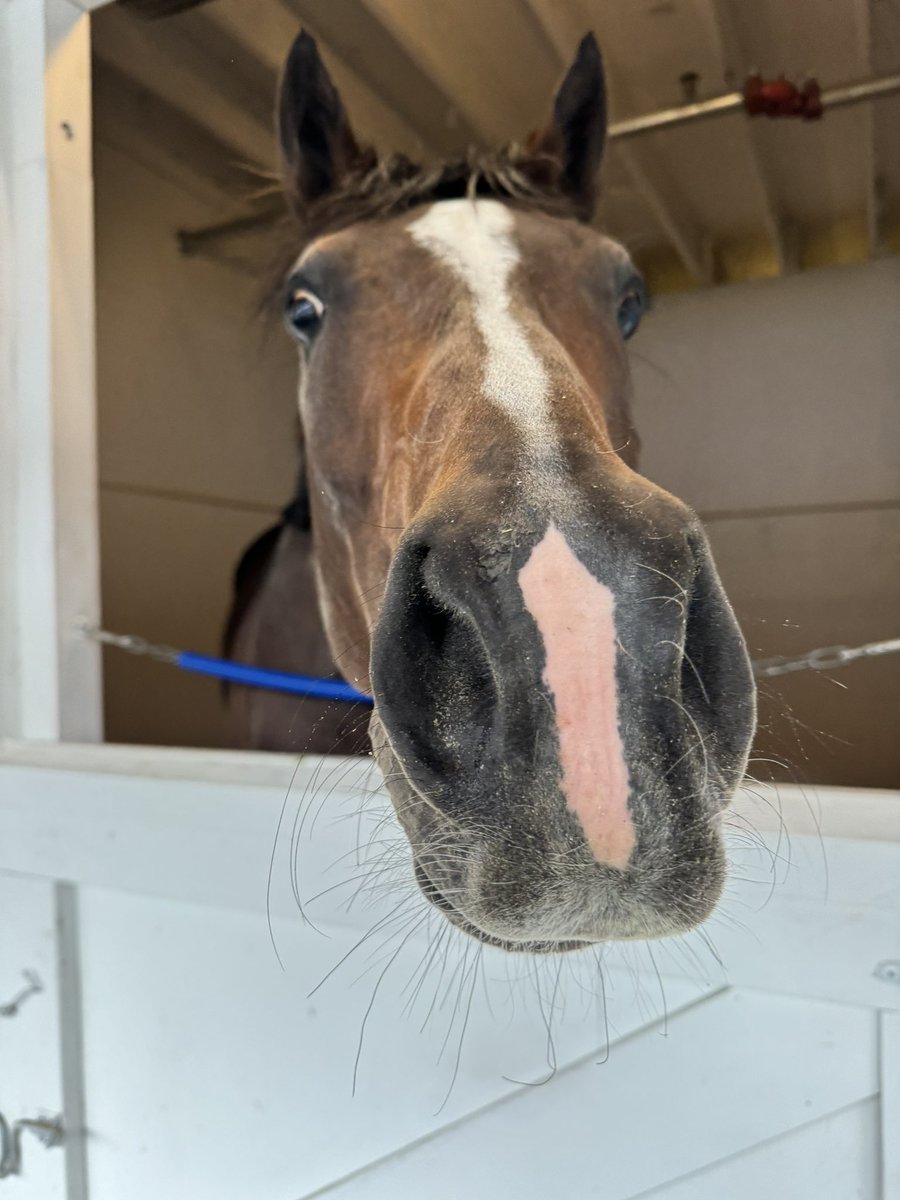 Say hello to T O Saint Denis, pronounced T O San Doh-knee in the French way. However I’m going to call him Dennis cause my French accent sounds offensive. 😅 He runs in the G2 Alysheba. The first Japanese trainee to ever run on the Oaks/Derby undercard. Nose boop😘